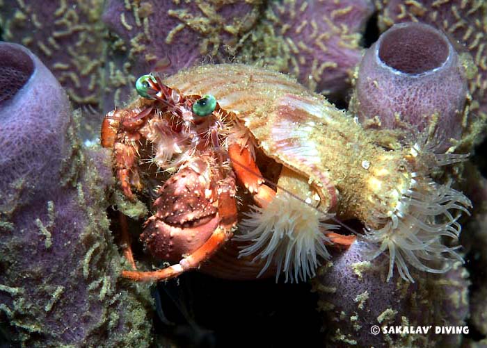 Night dive in Nosy Be